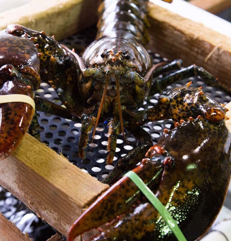 Lobster